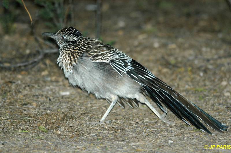 Geococcyx californianus