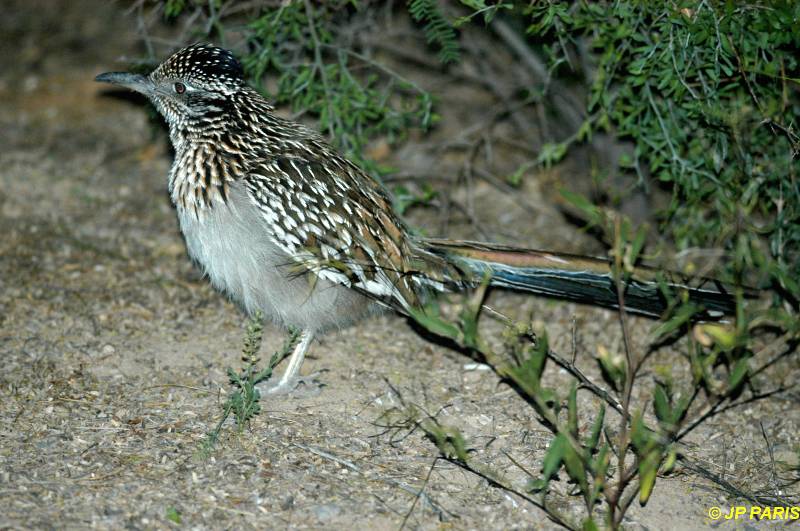 Geococcyx californianus