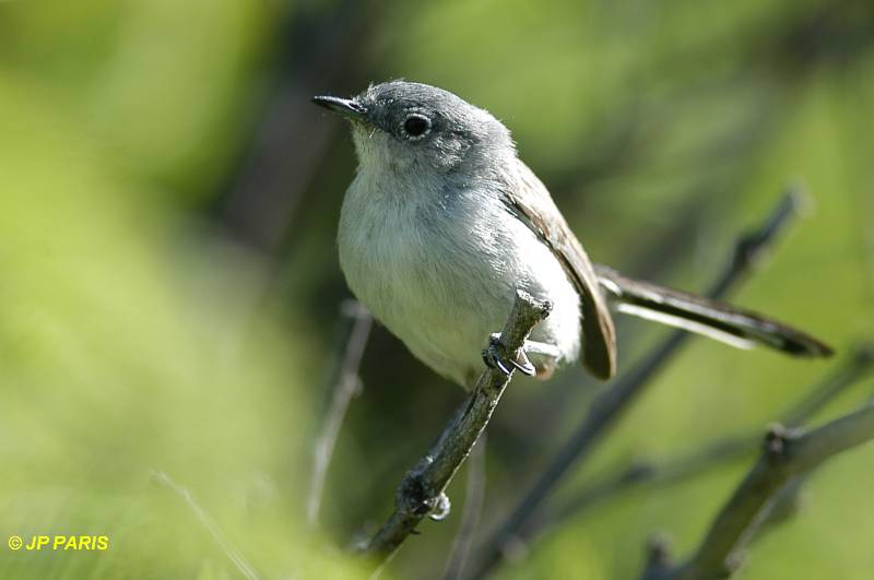 Polioptila melanura