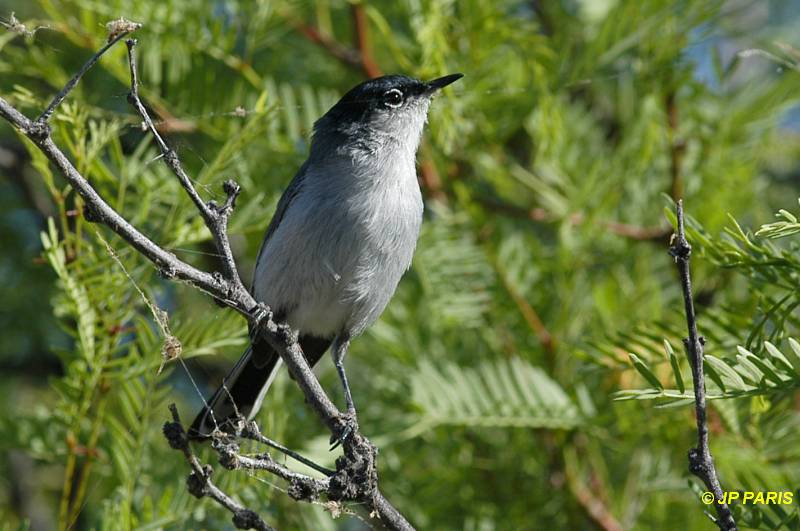 Polioptila melanura