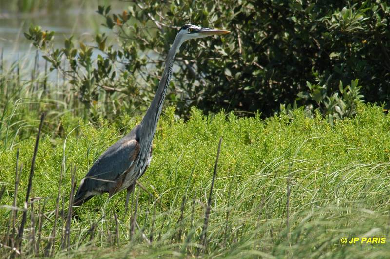 Ardea herodias