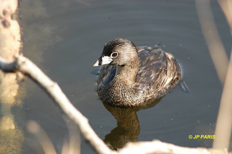 Podilymbus podiceps