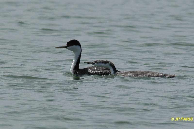 Aechmophorus occidentalis