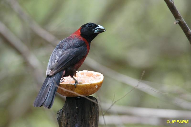 Rhodothraupis celaeno