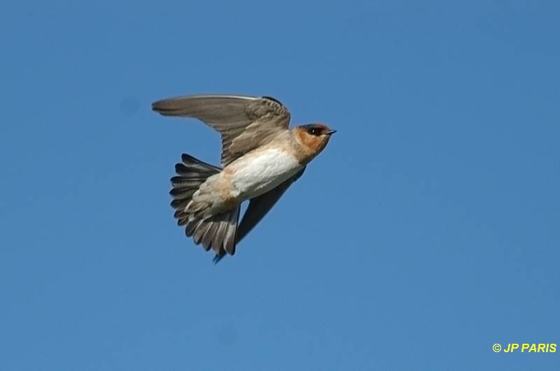 Petrochelidon fulva