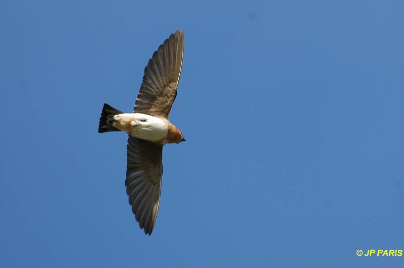 Petrochelidon fulva