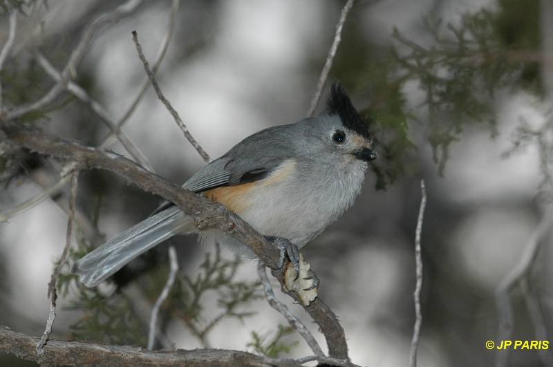 Baeolophus atricristatus