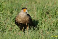 Caracara cheriway
