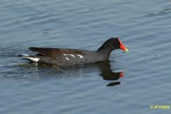 Gallinule poule-d'eau
