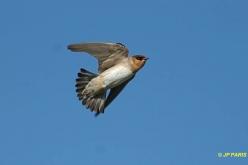 Hirondelle à front brun