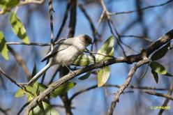 Mésange buissonnière