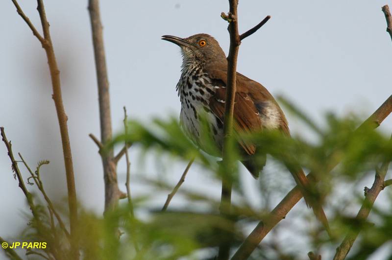 Toxostoma longirostre