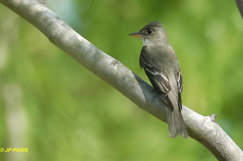 Contopus virens