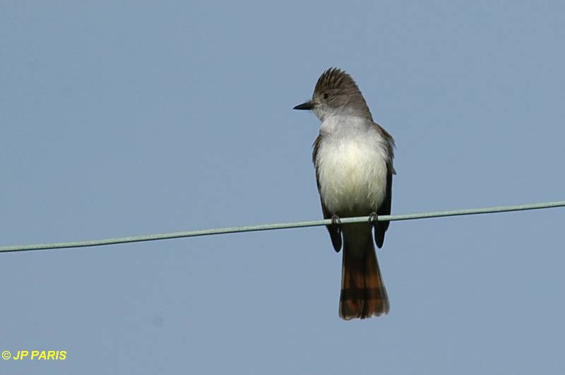 Myiarchus cinerascens