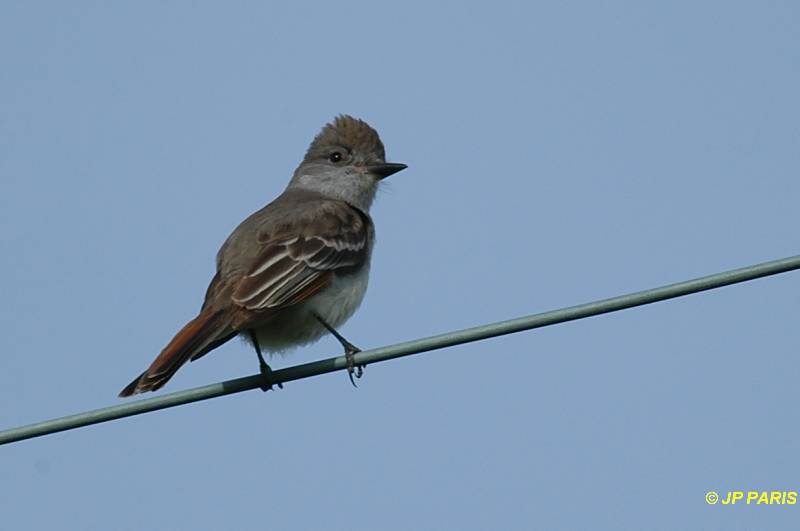 Myiarchus cinerascens