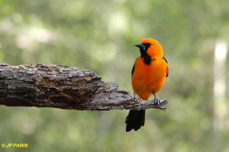 Icterus gularis