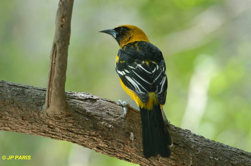 Icterus gularis