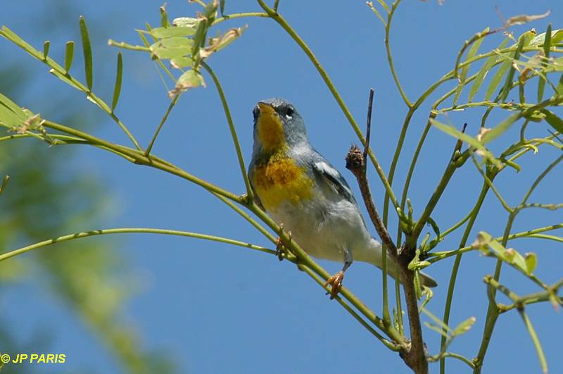Setophaga americana