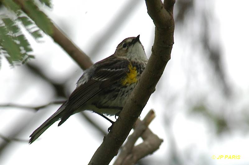 Setophaga coronata