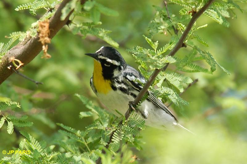 Setophaga dominica