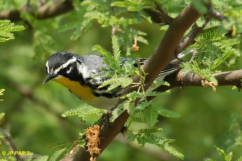 Setophaga dominica