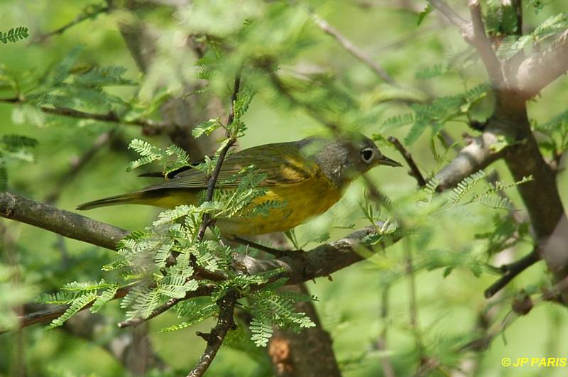 Oreothlypis ruficapilla