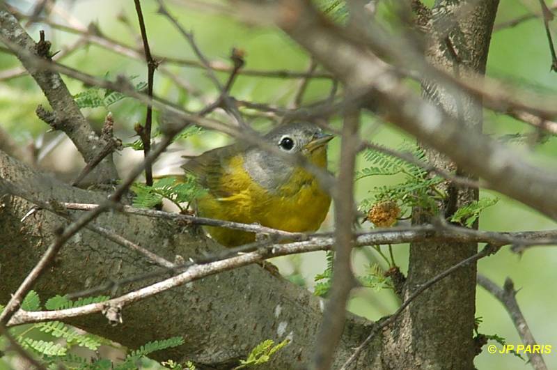 Oreothlypis ruficapilla