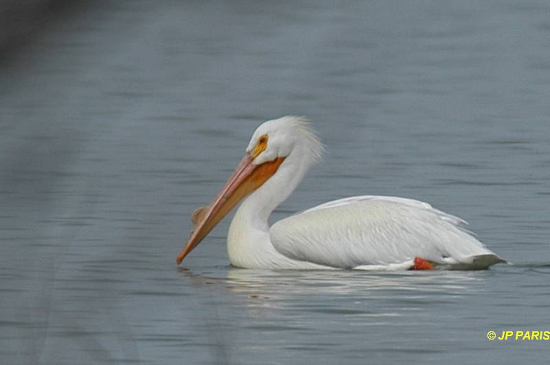 Pelecanus erythrorhynchos