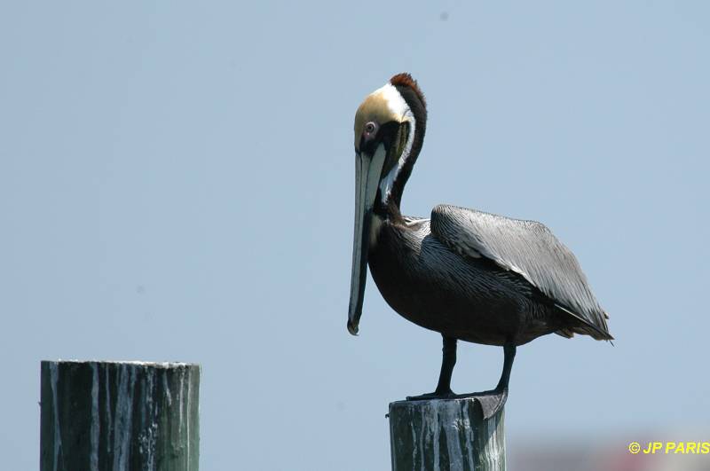 Pelecanus occidentalis