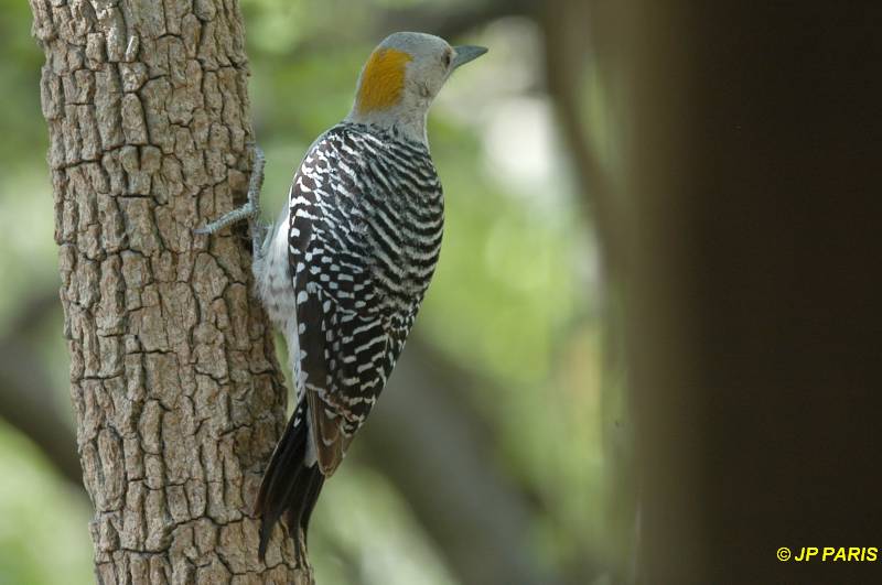 Melanerpes aurifrons