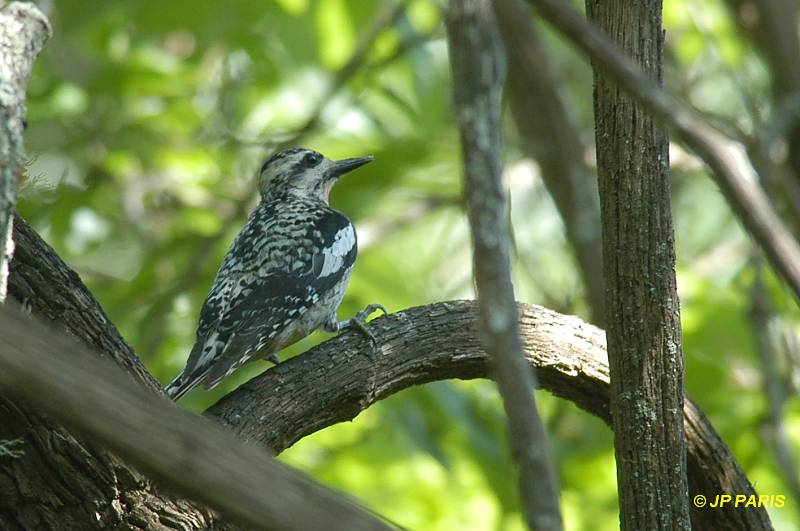 Sphyrapicus varius