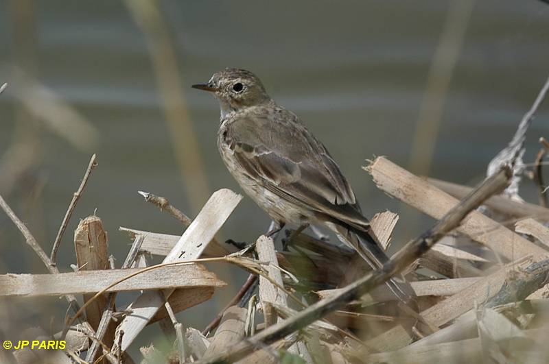 Pipit d'Amérique