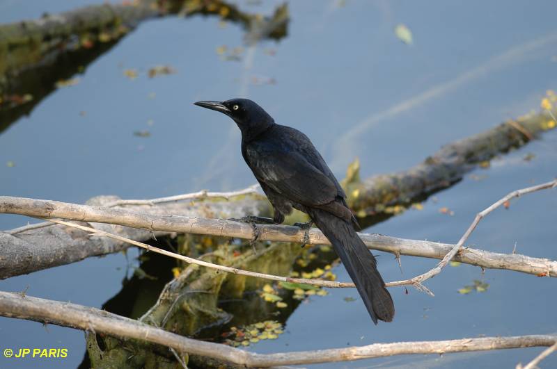 Quiscalus mexicanus