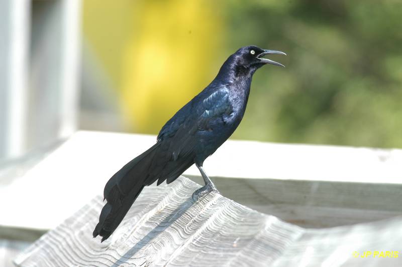 Quiscalus mexicanus