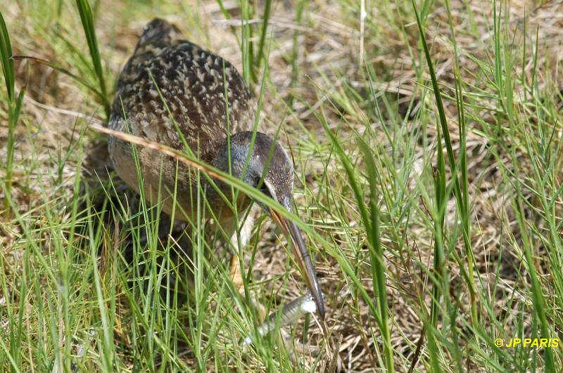 Rallus longirostris