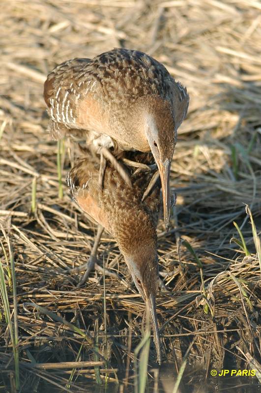 Rallus longirostris