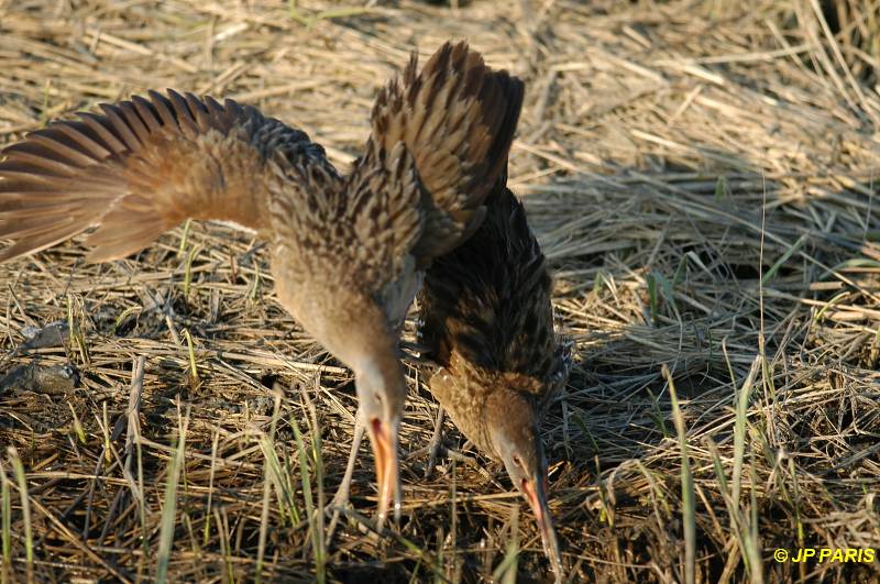 Rallus longirostris