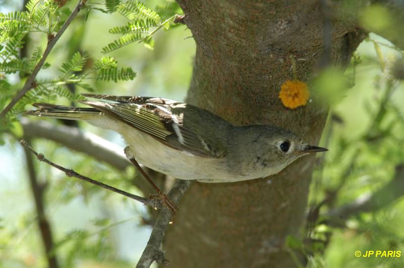 Regulus calendula