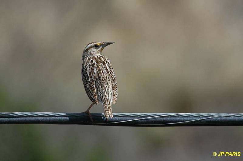 Sturnella magna