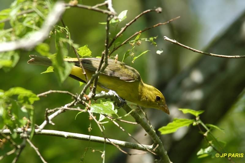 Piranga olivacea