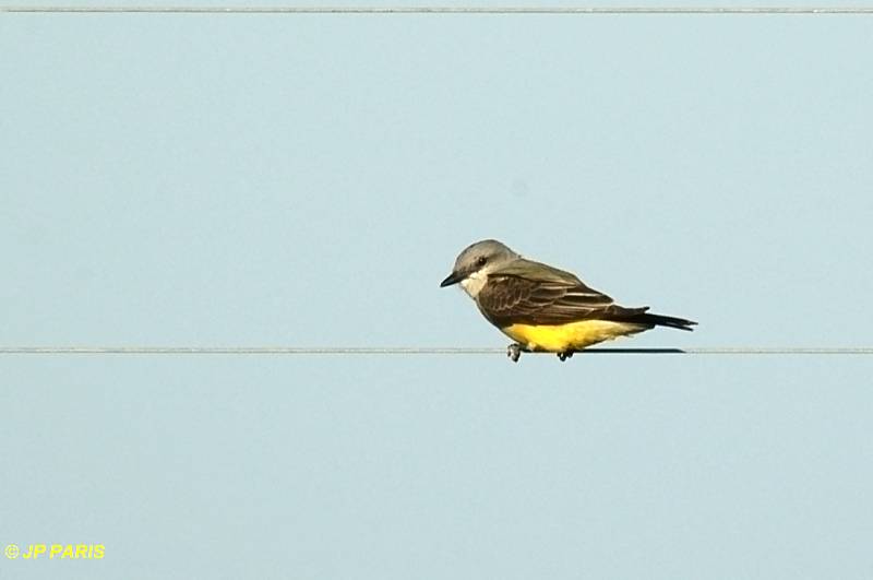 Tyrannus verticalis
