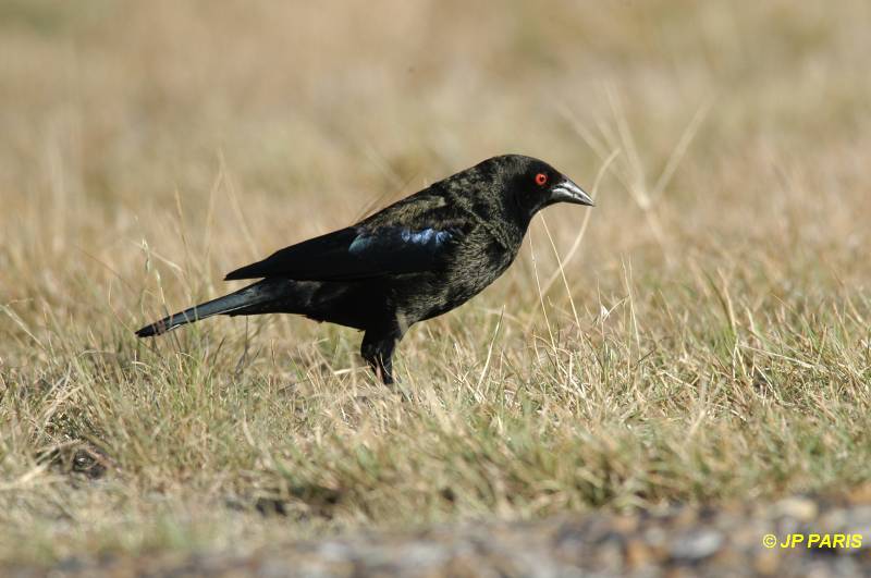 Molothrus aeneus