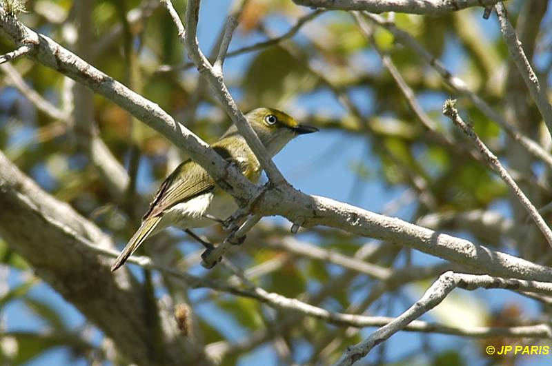 Vireo griseus