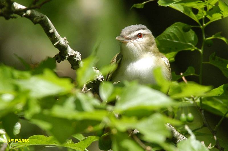 Vireo olivaceus
