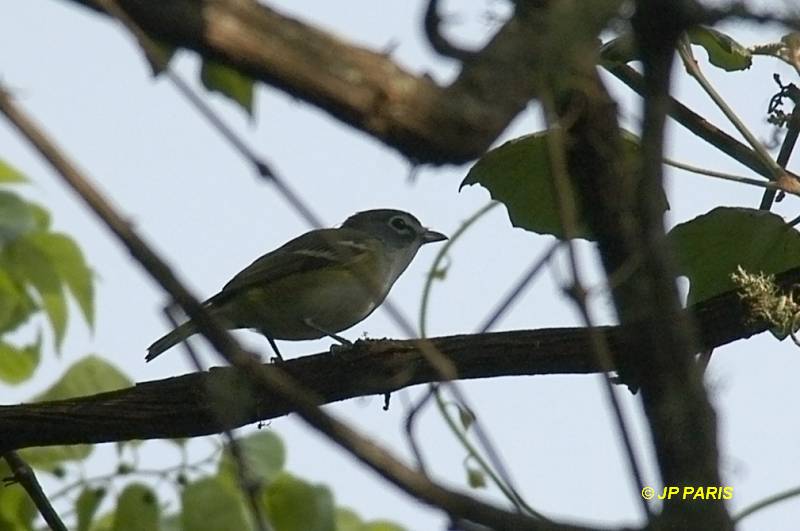 Vireo solitarius