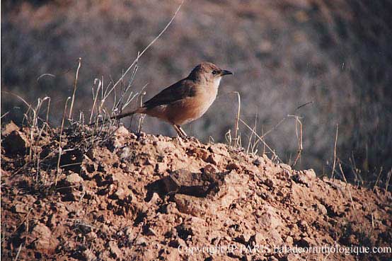 Turdoides fulva