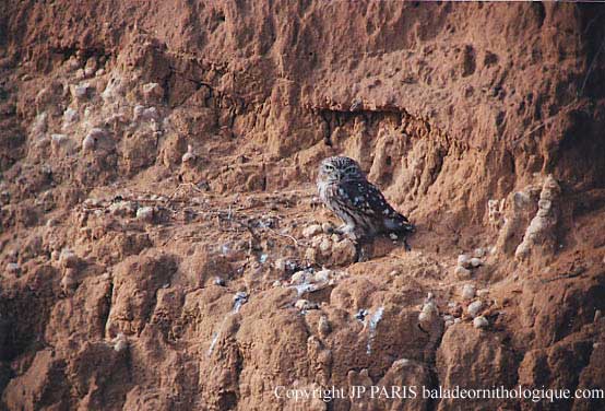 Athene noctua