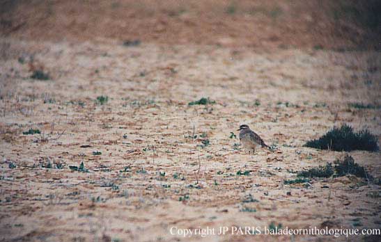 Charadrius morinellus