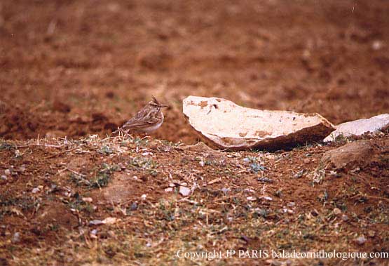 Galerida cristata