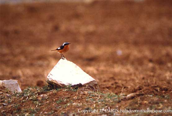 Phoenicurus moussieri